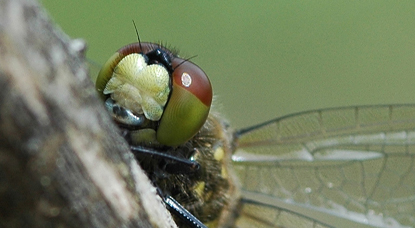 albifrons face zoom